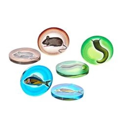 E-Raptor Wingspan + Expansions Token Set – Accessoires